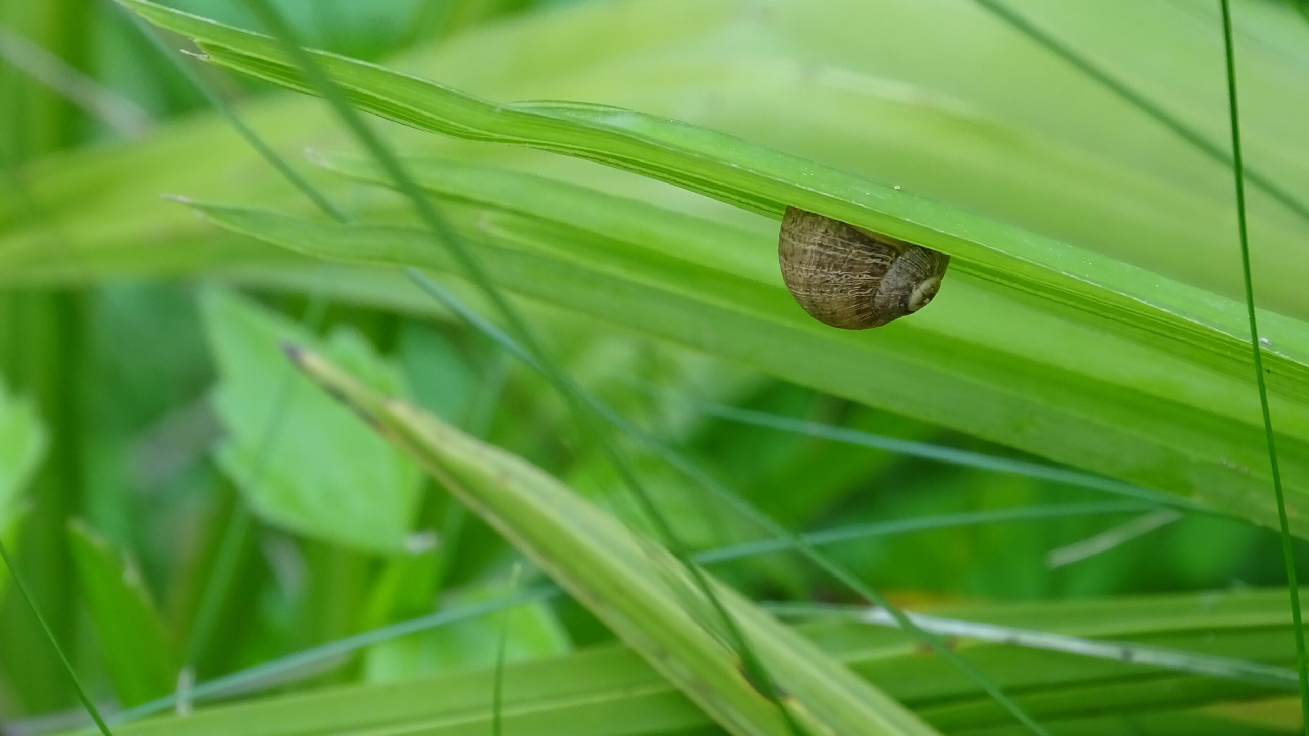 carrousel escargot