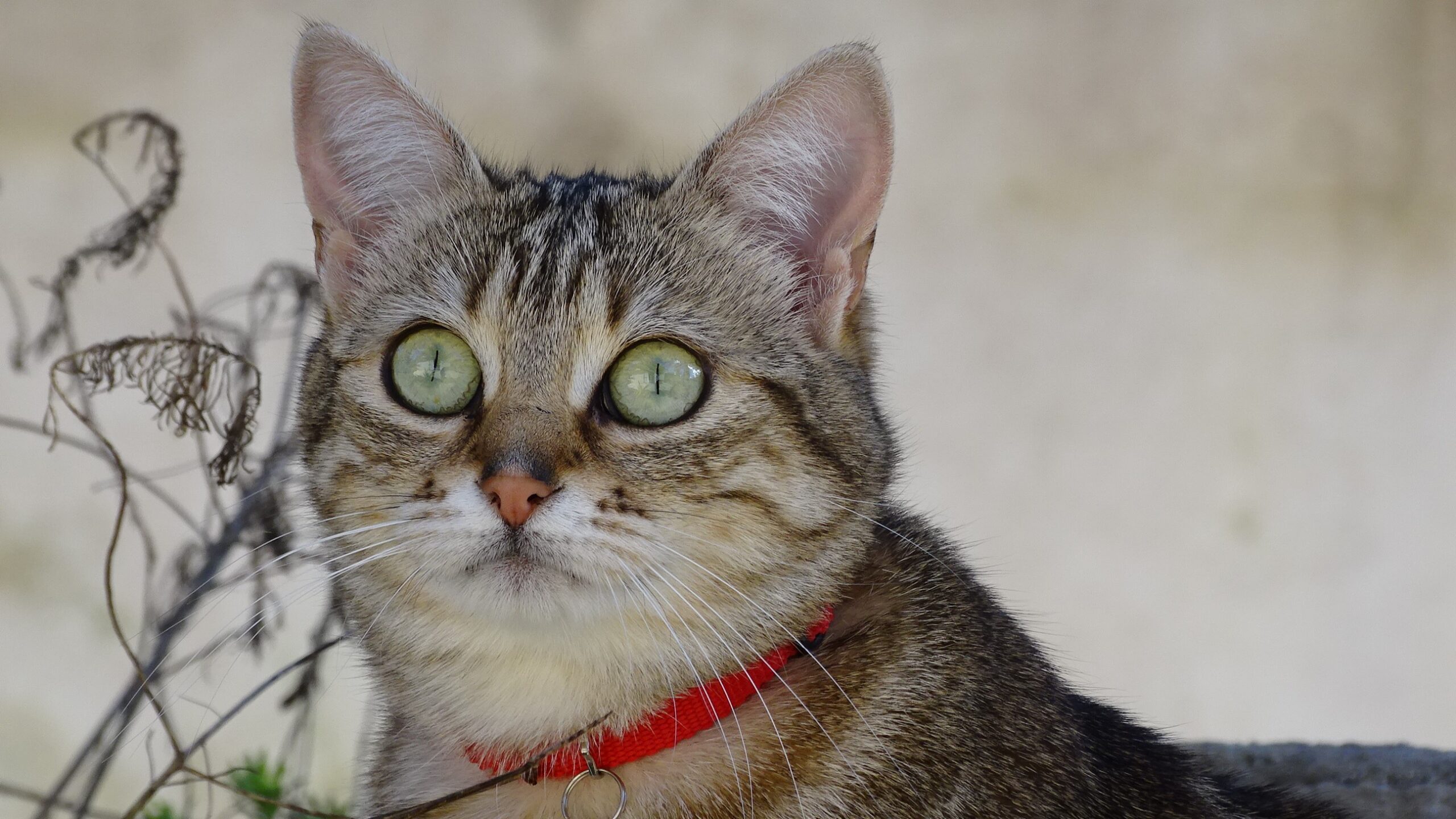 Animaux - Photographie